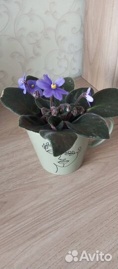 Комнатные растения цветы