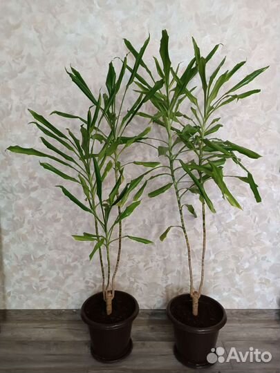 Пальма драцена