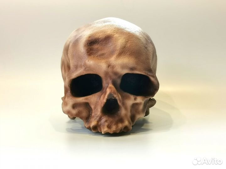 Анатомические модели черепов гоминидов