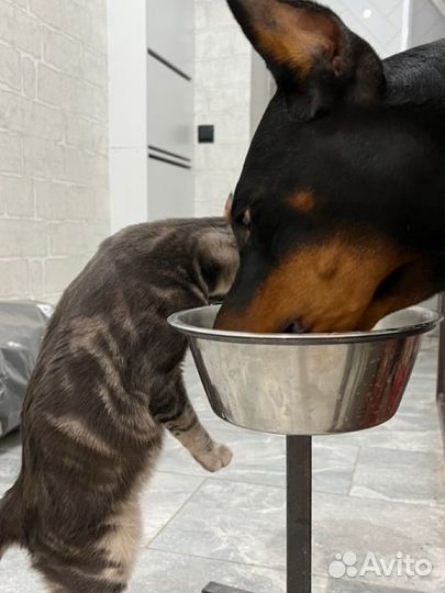 Доберман вязка