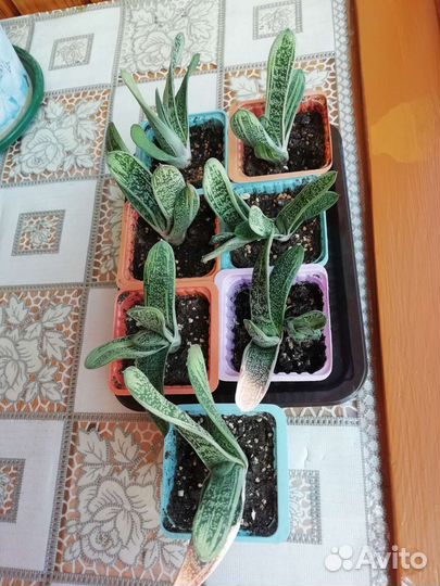 Суккулент гастерия