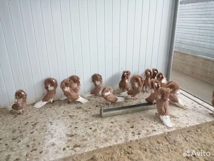 Голуби Якобины