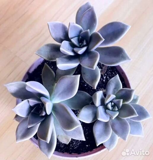 Суккуленты от 30р
