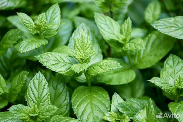 Мята перечная