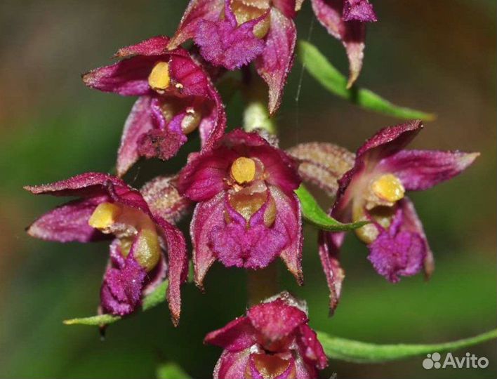 Редкая садовая зимующая орхидея дремлик