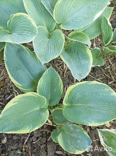 Хоста (многолетник)