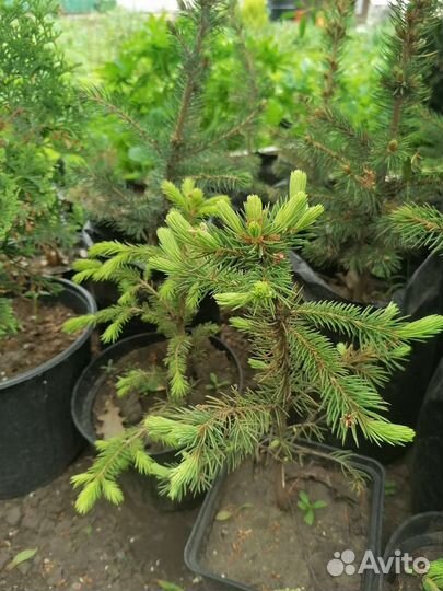 Ель голубая