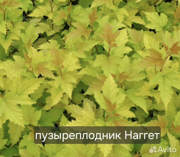 Пузыреплодник наггет