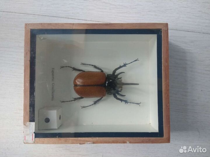 Коллекция насекомых из Таиланда