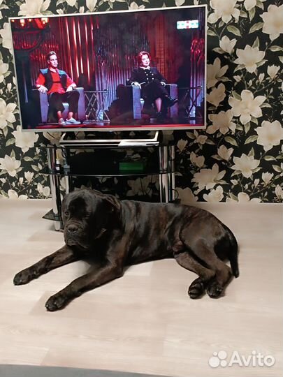 Кане корсо вязка