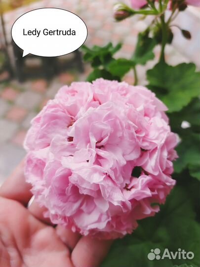 Пеларгония Lady Gertruda