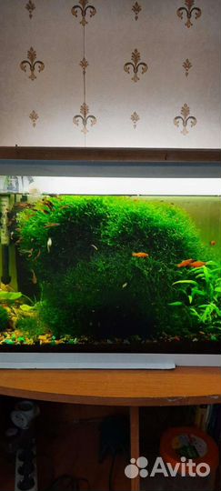 Мох бесплатно (обмен)