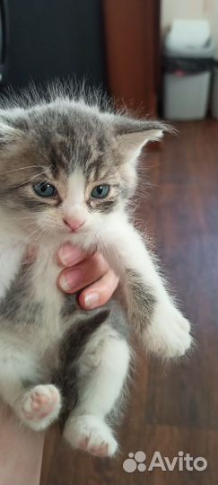 Котята в дар