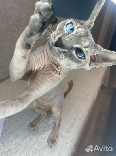Кот сфинкс вязка