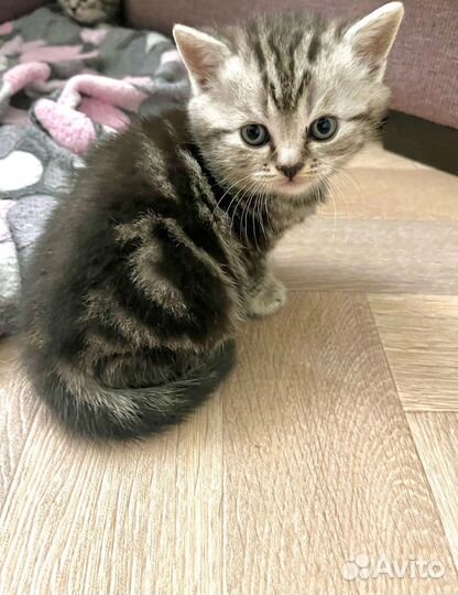 Шотландская