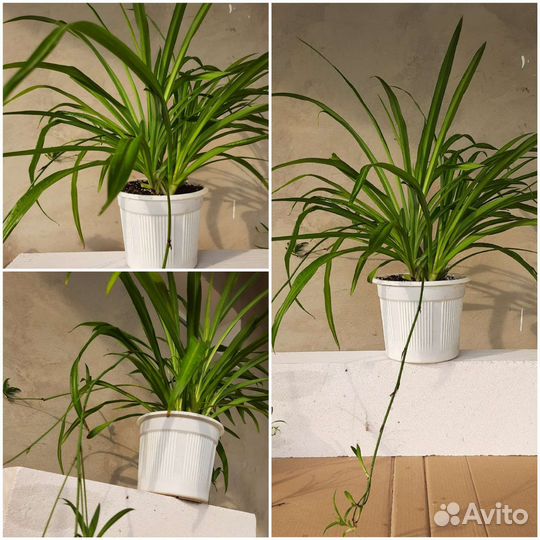 Хлорофитум