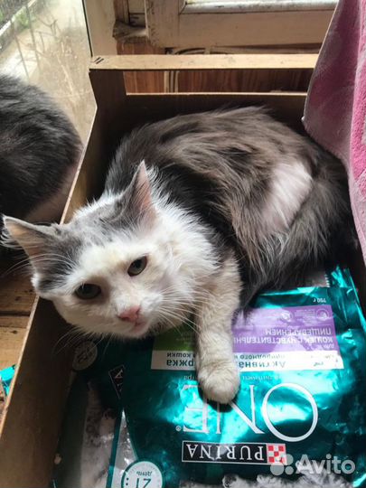 Кот Кузя в добрые руки