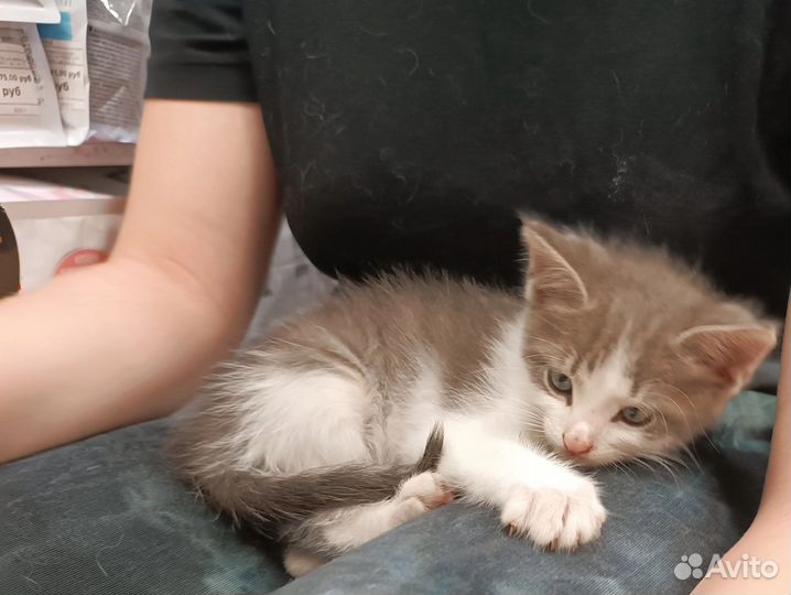 Котенок в добрые руки