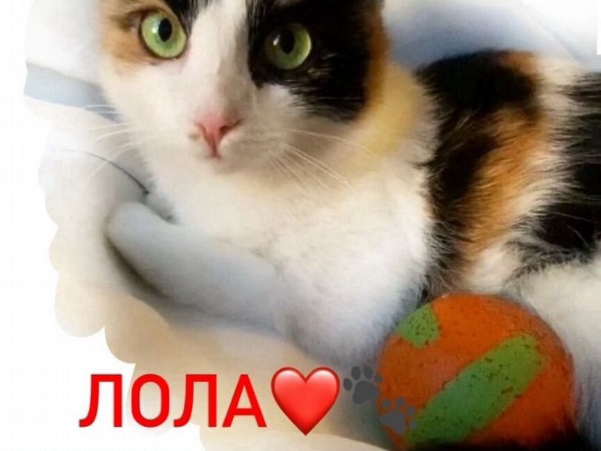 Лолита