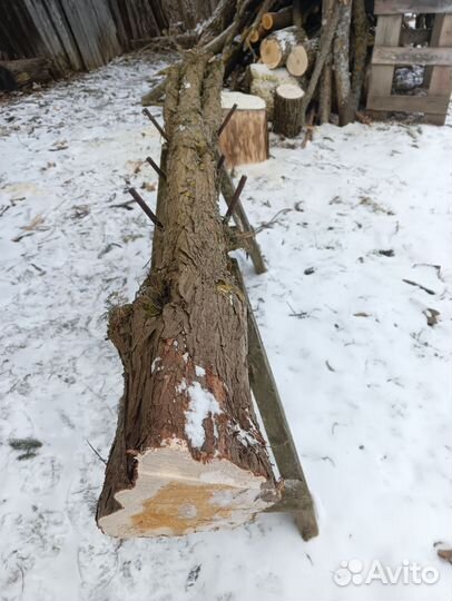 Ствол можжевельника