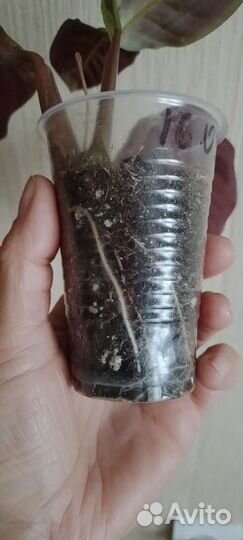 Калатея Варшевича