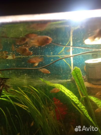 Аквариумные рыбки хромисы красавцы