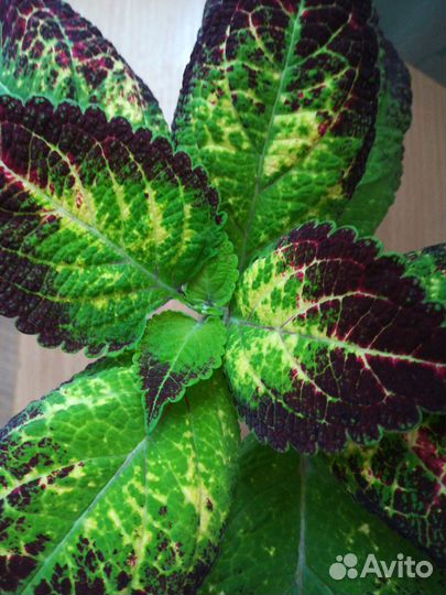 Колеус сортовой