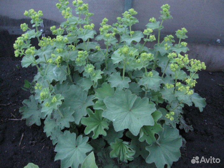 Редкие многолетние растения для сада