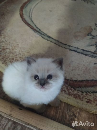 Красивые котята