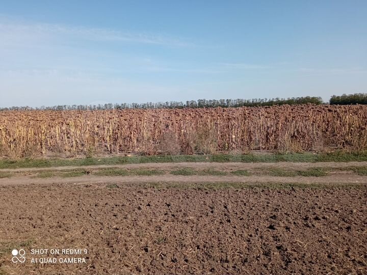 Участок 6 га (СНТ, ДНП)