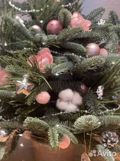 Ель новогодняя живая
