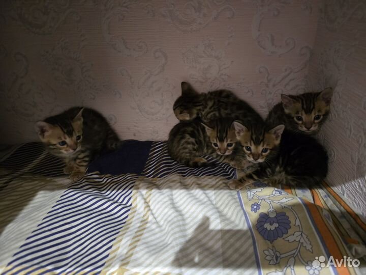 Бенгальские котята