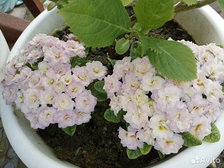 Примула махровая Беларина сорт Розовое Шампанское