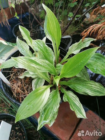 Сортовые хосты