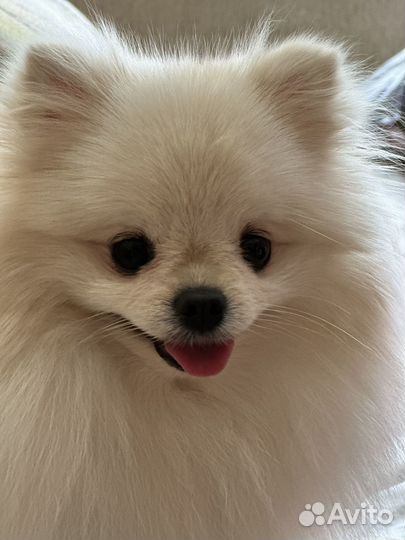 Модель шпиц