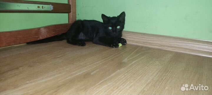 Котëнок в добрые ручки