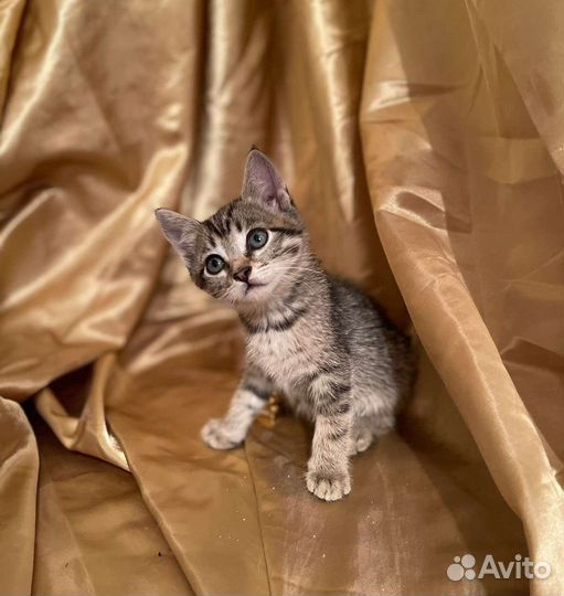 Котята в добрые руки бесплатно