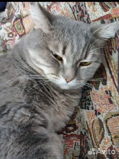 Кошка в добрые руки