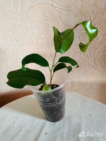 Фикусы разные интересные