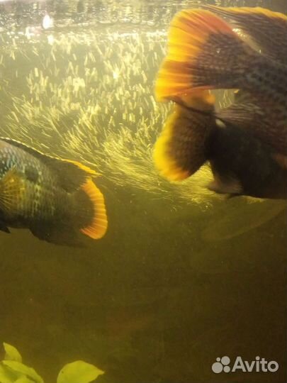 Аквариумные рыбки цихлиды