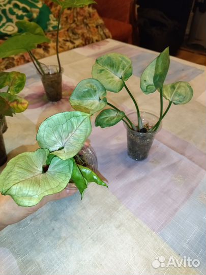 Сингониумы сортовые