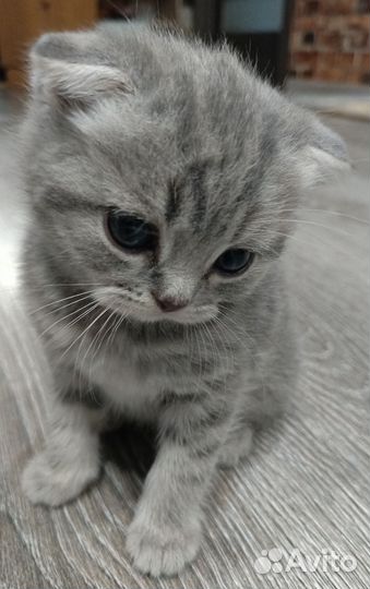 Шотландские котята