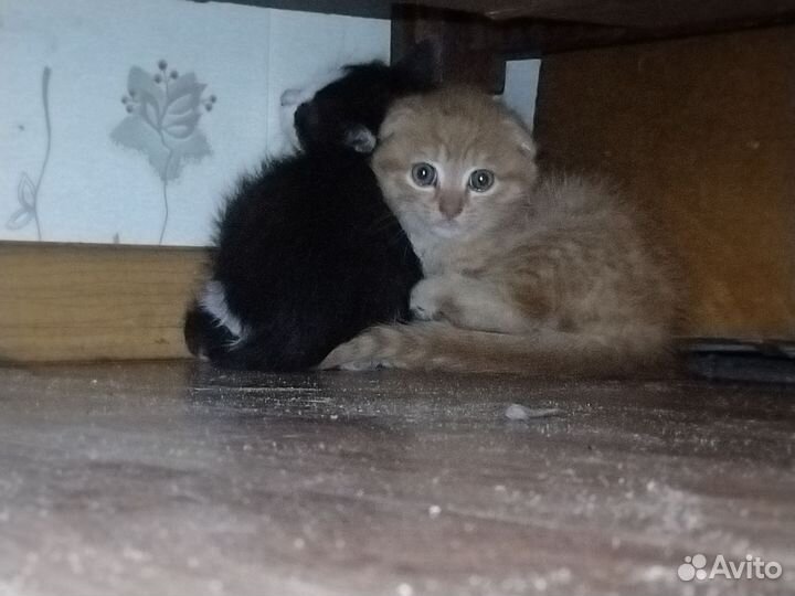 Кошки в добрые руки бесплатно