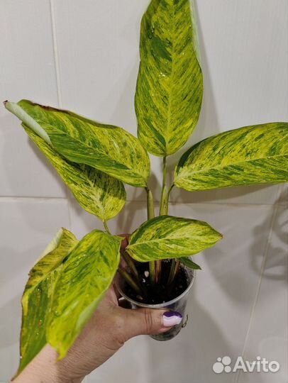 Ктенанта моррена