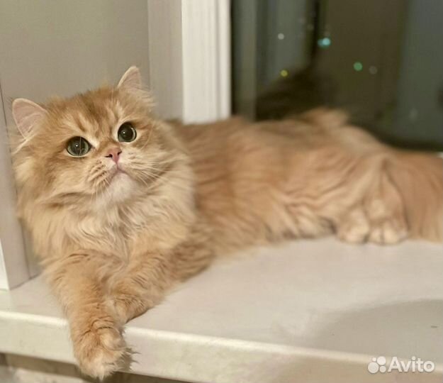 Кот золотая шиншилла