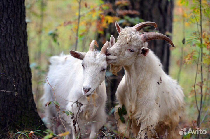Козел и коза