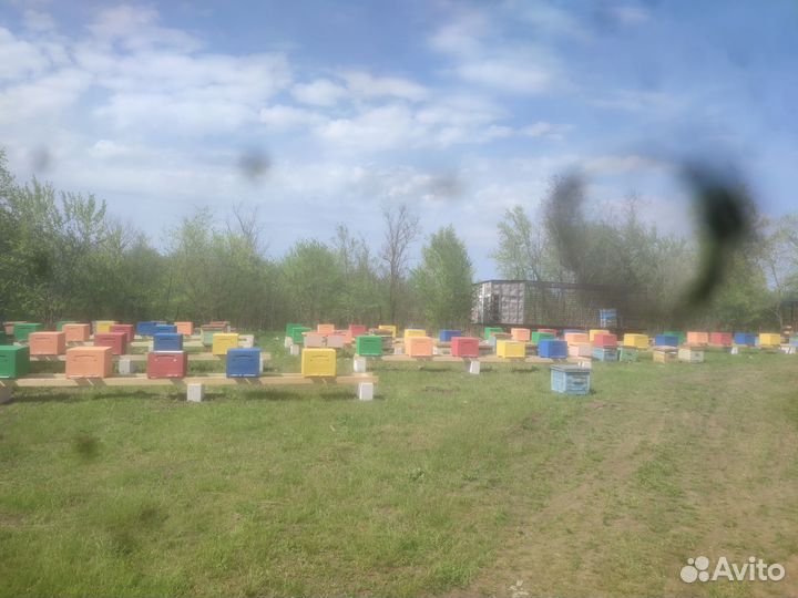 Пчелопакеты бакфаст карника