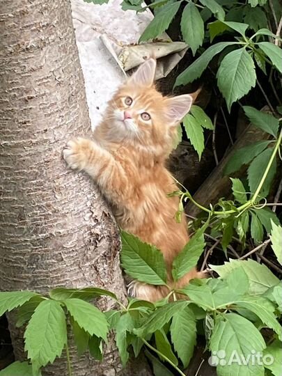 Мейн-кун котята