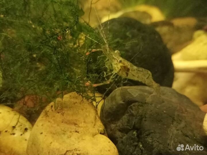 Уничтожитель незванных гостей, макробрахиум