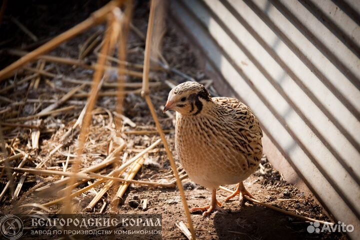Комбикорм для перепелов старт дк-50